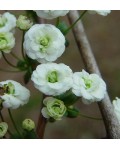 Спирея сливолистная Плена | Спірея сливолиста Плена | Spiraea prunifolia Plena