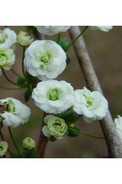 Махрові квіти спіреї Плена в білосніжному оздобленні.