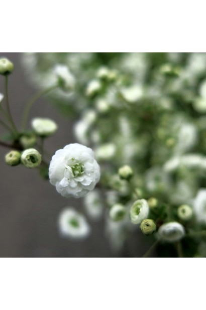 Spiraea prunifolia Plena