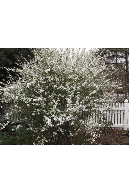 Плена — кущ із чарівними білими квітами.