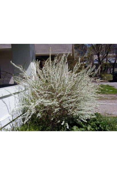 Спірея сливолиста Плена з махровими квітами.