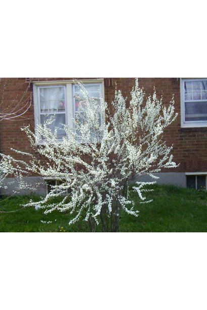 Декоративна спірея Плена з білими суцвіттями.