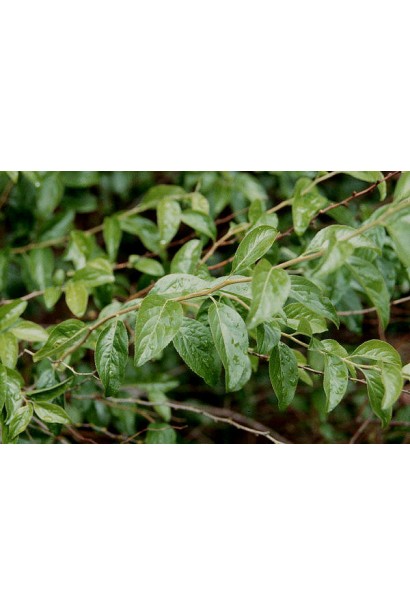 Спірея сливолиста Плена листя