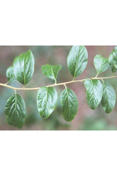 Spiraea prunifolia Plena