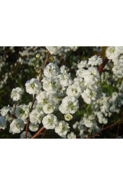 Спірея Плена з вишуканими махровими суцвіттями.