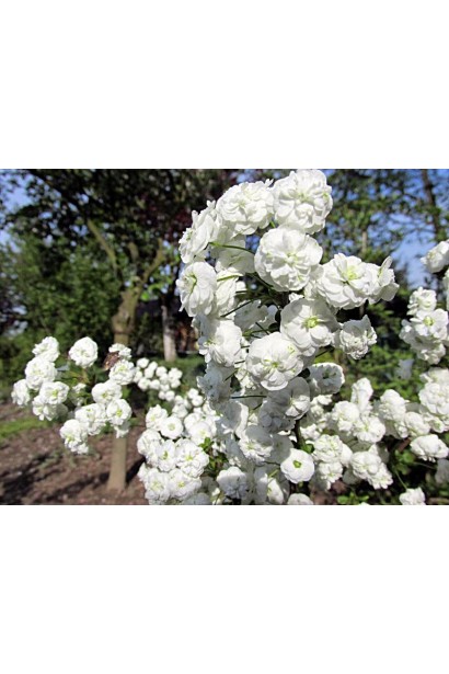 Білі квіти спіреї Плена навесні.