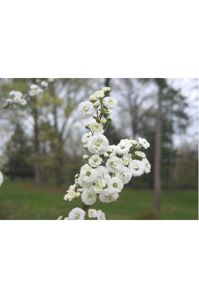 Класичний вибір для саду — спірея Плена.