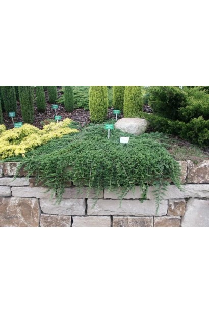 Ялівець сланкий Глаука 