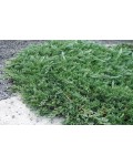 Можжевельник горизонтальный Глаука | Juniperus horizontalis Glauca | Ялівець горизонтальний Глаука