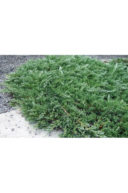 Ялівець горизонтальний Глаука