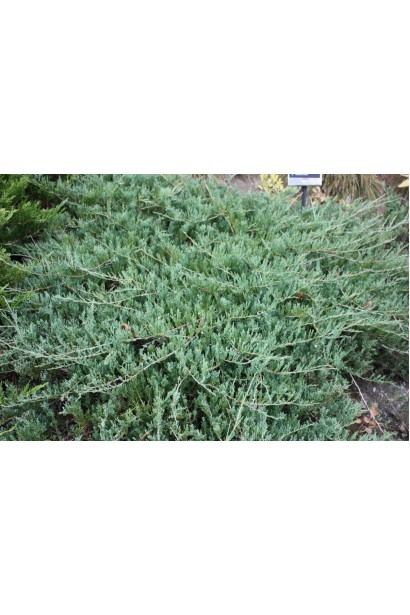 Ялівець горизонтальний Глаука - грунтопокривний хвойний кущ