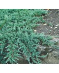 Можжевельник горизонтальный Глаука | Juniperus horizontalis Glauca | Ялівець горизонтальний Глаука