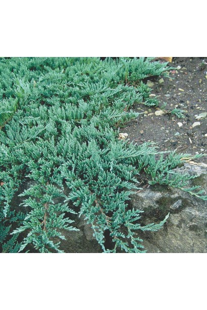 Ялівець Глаука - дрібна блакитна хвоя зі сталевим відливом