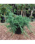 Ялівець горизонтальний Глаука | Можжевельник горизонтальный Глаука | Juniperus horizontalis Glauca