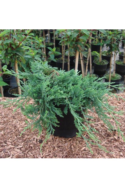 Ялівець горизонтальний Глаука саджанець в контейнері