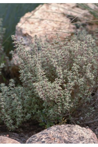 Чебрець Сільвер Квін для альпійських гірок і бордюрів.