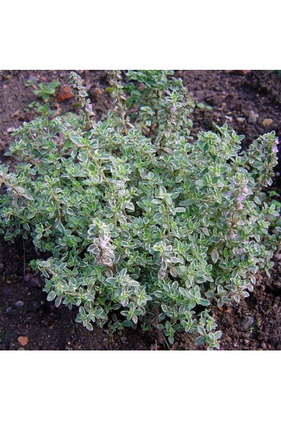 Чебрець / Тим’ян лимоннопахнучий Сільвер Квін