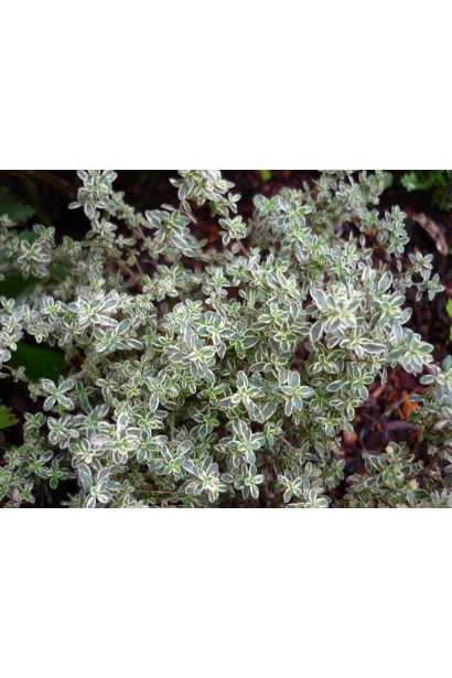 Чебрець Сільвер Квін із сріблястим листям.