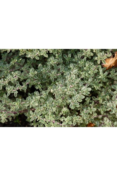 Чебрець / Тим’ян лимоннопахнучий Сільвер Квін