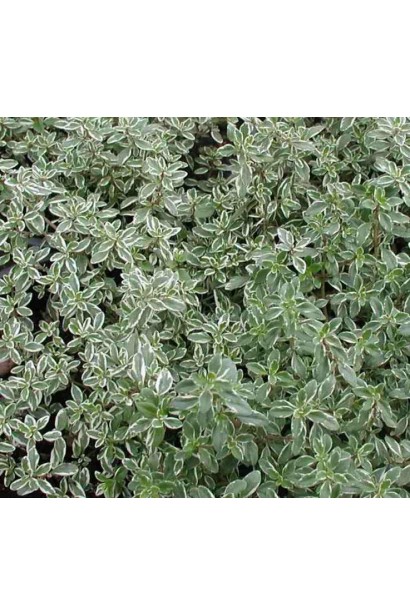 Thymus citriodorus Silver Queen