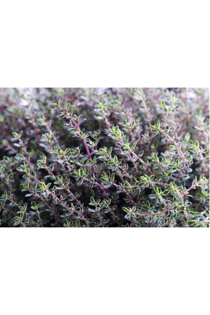 Сріблясте листя чебрецю Сільвер Квін у розпалі сезону.