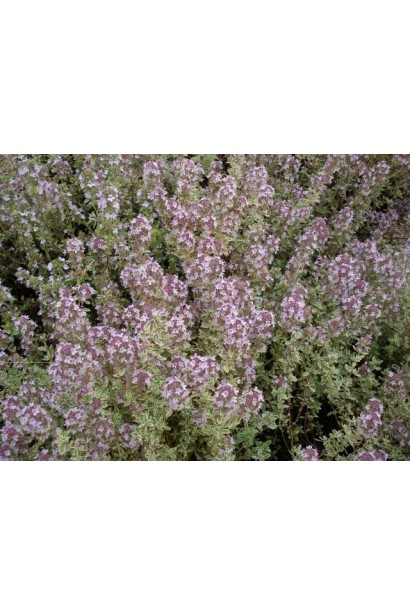 Сільвер Квін – поєднання декоративності та корисності.