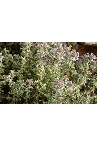 Тим’ян лимоннопахнучий – декоративна та запашна рослина.