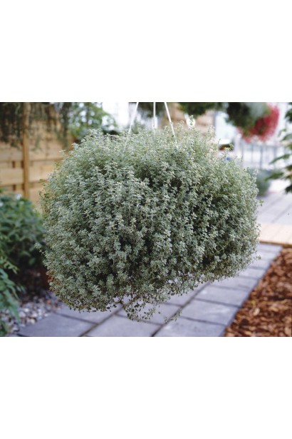 Декоративний чебрець Сільвер Квін у садовому дизайні.