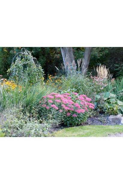 Очиток Brilliant - декоративна рослина для сонячних клумб і рокаріїв