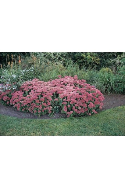 Очиток видний Діамант - багаторічник із яскраво-рожевими квітами