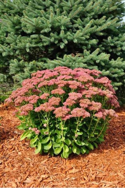 Sedum Brilliant - квітучий багаторічник для сонячних ділянок