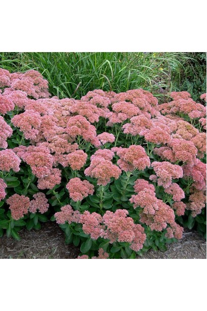 Sedum spectabile Brilliant - стійкий багаторічник із ніжними рожевими квітами