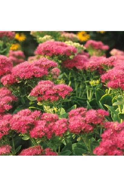 Очиток видний Діамант - рожеві суцвіття на тлі зеленого листя