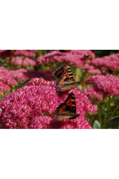 Очиток видний Діамант