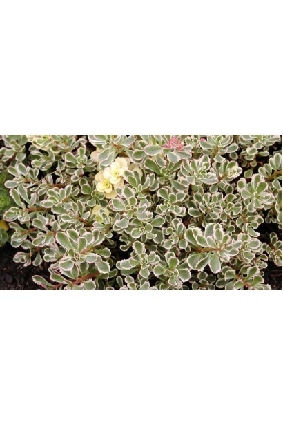 Очиток помилковий Варієгата - сукулент із зеленими і білими плямами на листі