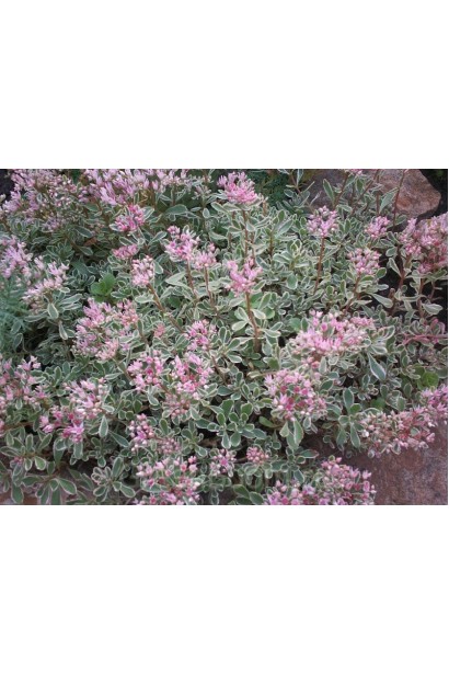 Sedum spurium Variegata - декоративний ґрунтопокривний багаторічник з варієтним листям.