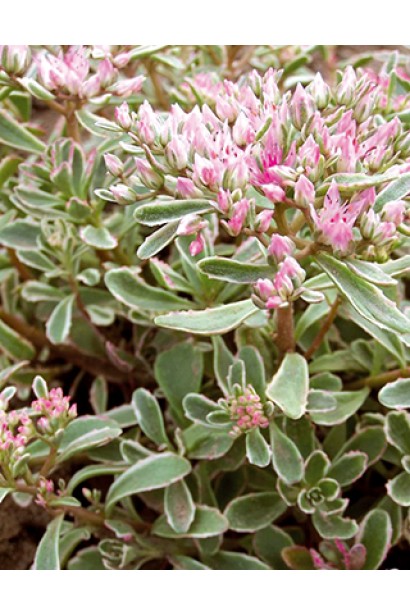 Очиток Варієгата - рослина з красивим розмаїттям кольорів на листках