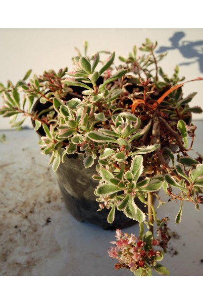 Sedum spurium Variegata - компактна рослина, що ідеально підходить для оформлення садових бордюрів