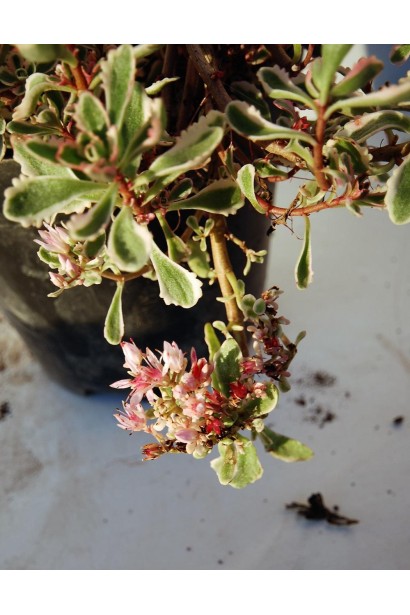 Очиток помилковий Варієгата