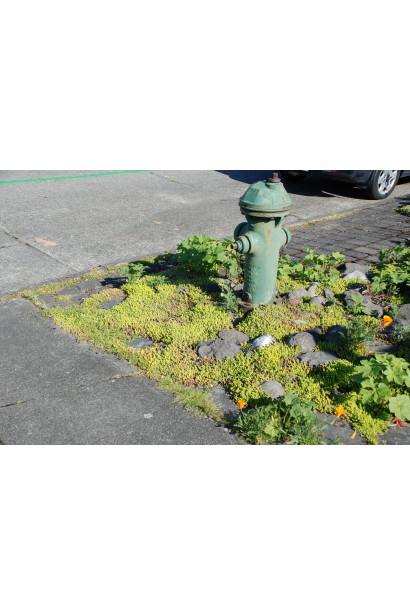 Очиток Ауреум - багаторічник із золотистими квітами, які приваблюють бджіл