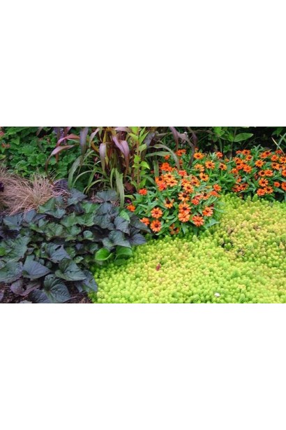 Очиток їдкий Ауреум - квітучий багаторічник із жовтими квітами та золотистим листям