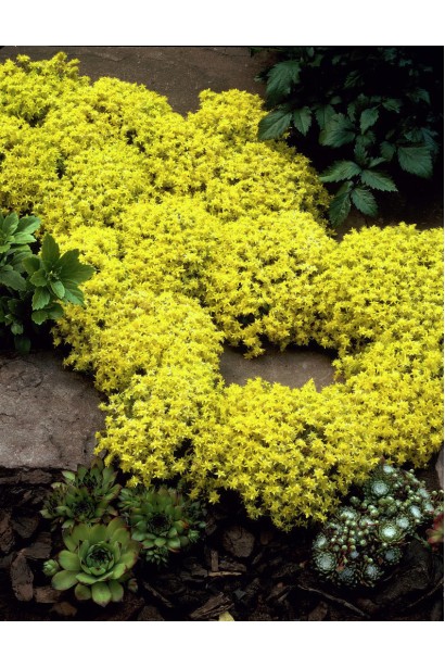 Очиток Ауреум - декоративний сукулент із насиченим жовтуватим листям