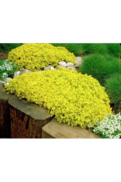 Sedum Aureum - яскрава рослина для альпійських гірок і рокарії