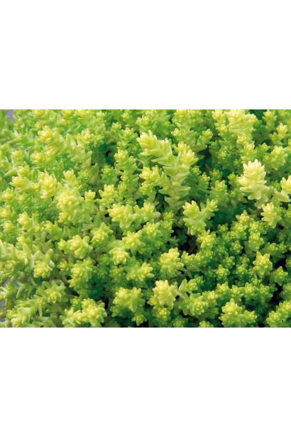 Очиток їдкий Ауреум - ґрунтопокривна рослина з яскраво-зеленим листям