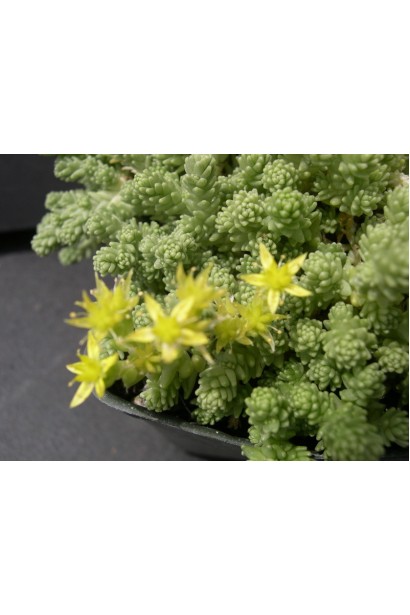 Sedum acre Aureum - рослина для сонячних ділянок із дрібними золотистими квітами
