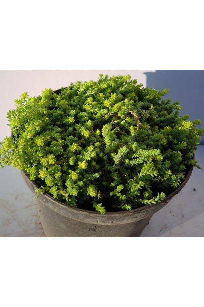 Sedum acre Aureum у контейнері - рослина для висадки у сонячному місці