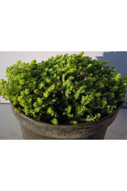 Очиток їдкий Ауреум