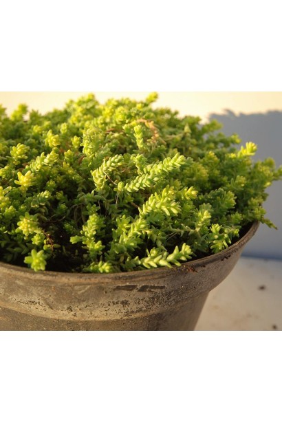 Sedum acre Aureum - низькорослий багаторічник із золотисто-зеленими пагонами