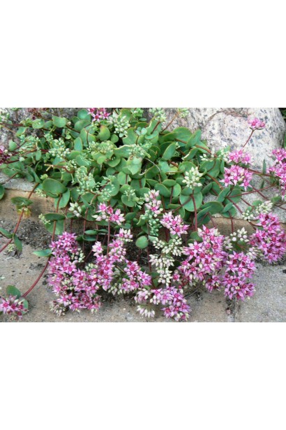 Sedum ewersii – нежное розовое цветение в садовой композиции.