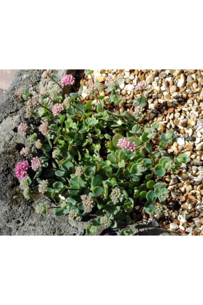 Очиток Эверса – декоративное растение для сада и бордюров.